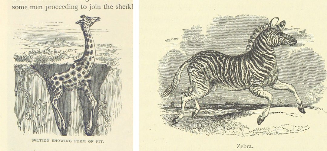 Zebras & Giraffe