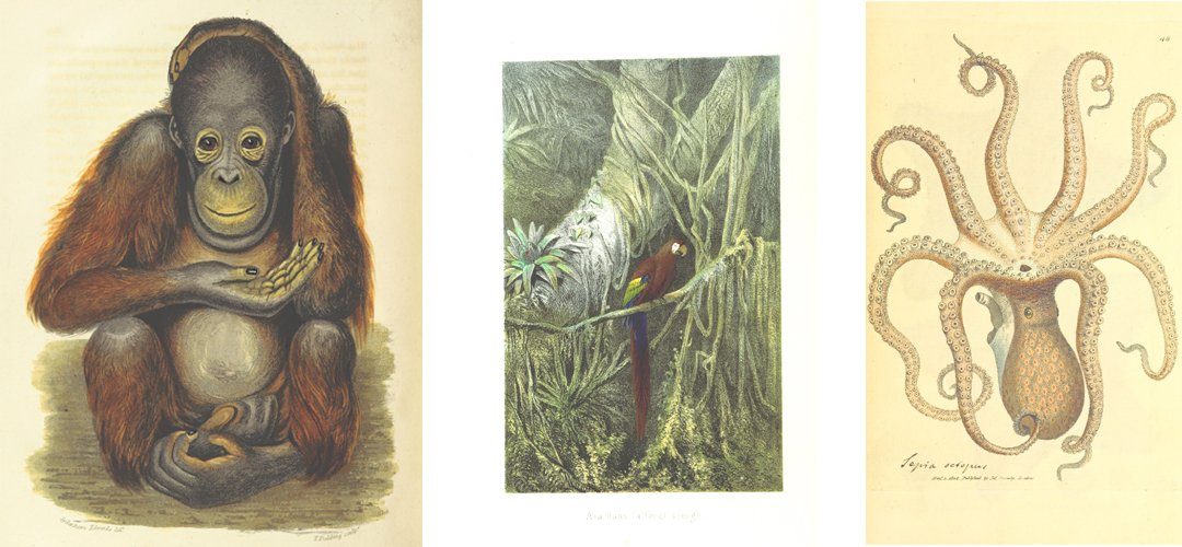 Fauna Images British Library