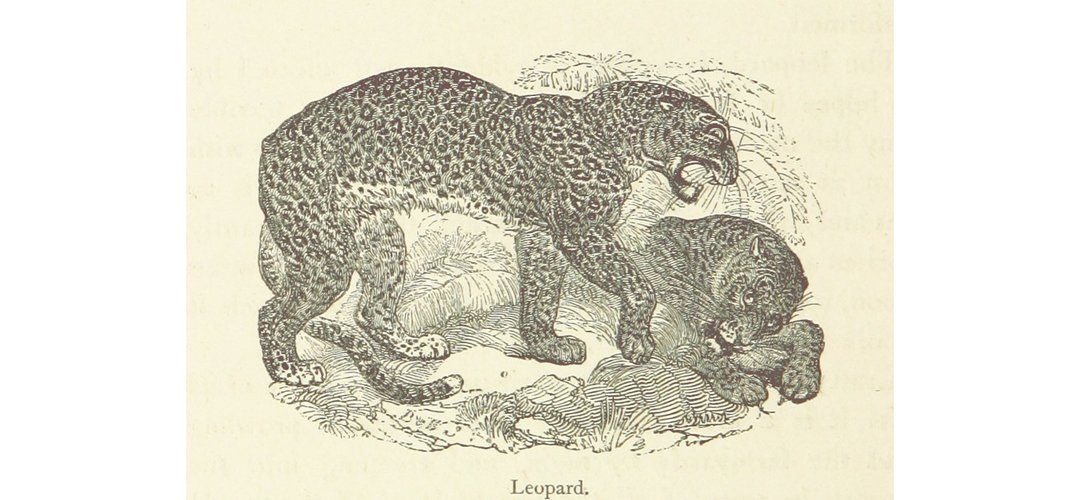 Leopards