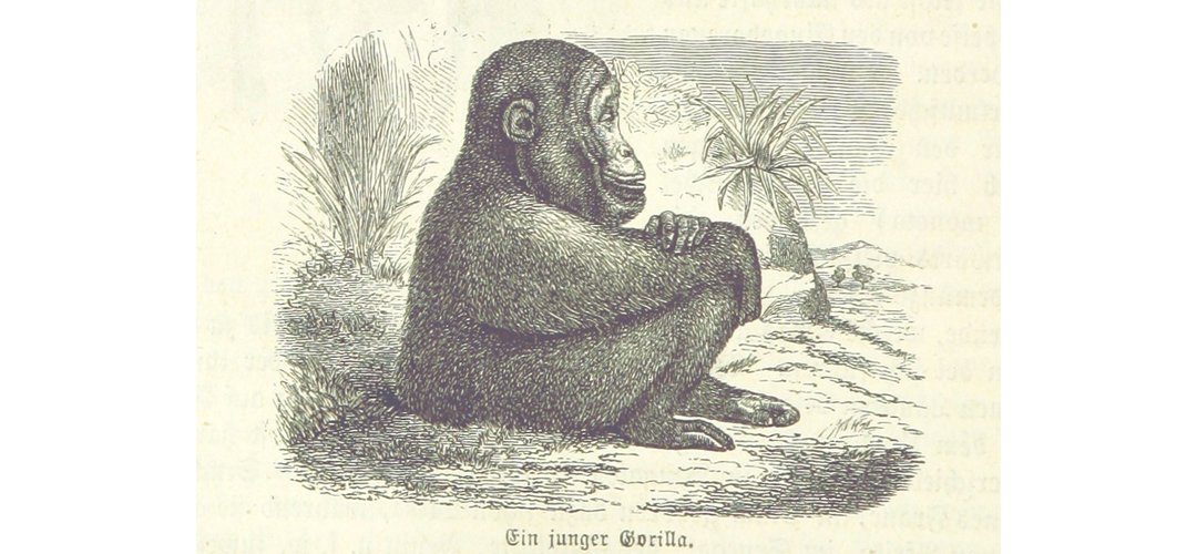 Monkey